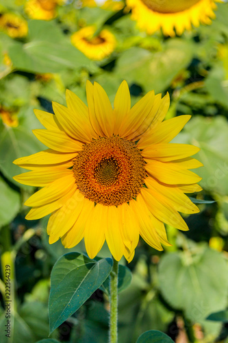 Closeup of a blooming common sunflower (Helianthus)