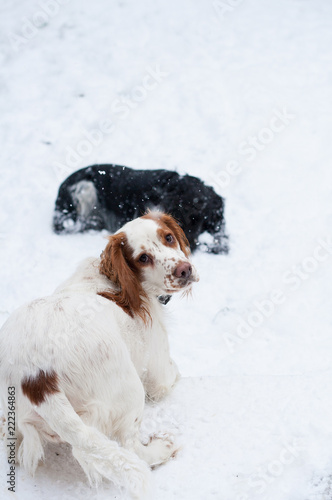 Two English Cocker Spaniels playing in the snow © timages