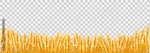 Gold wheat field on transparent background. Vector