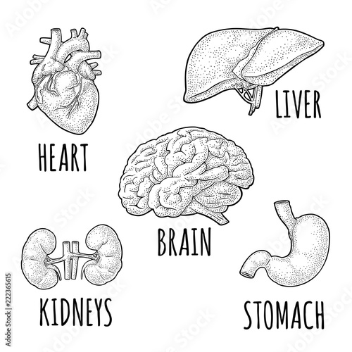 Human anatomy organs. Brain, kidney, heart, liver, stomach. Vector engraving