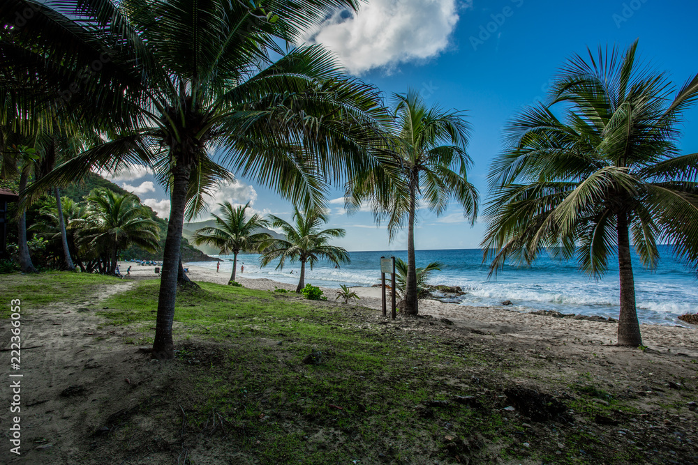 Obraz premium palm trees on the beach