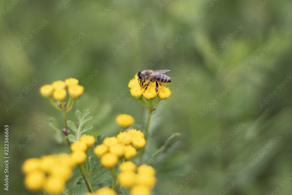 Bee collecting nectar from a common tansy Bee collecting nectar from a common tansy