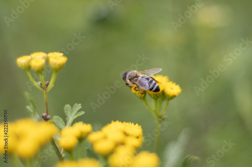 Bee collecting nectar from a common tansy © fatbardh