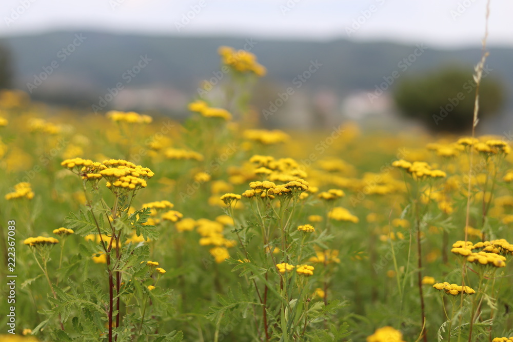 Fototapeta premium autumn landscape with blue sky and a field of common tansy