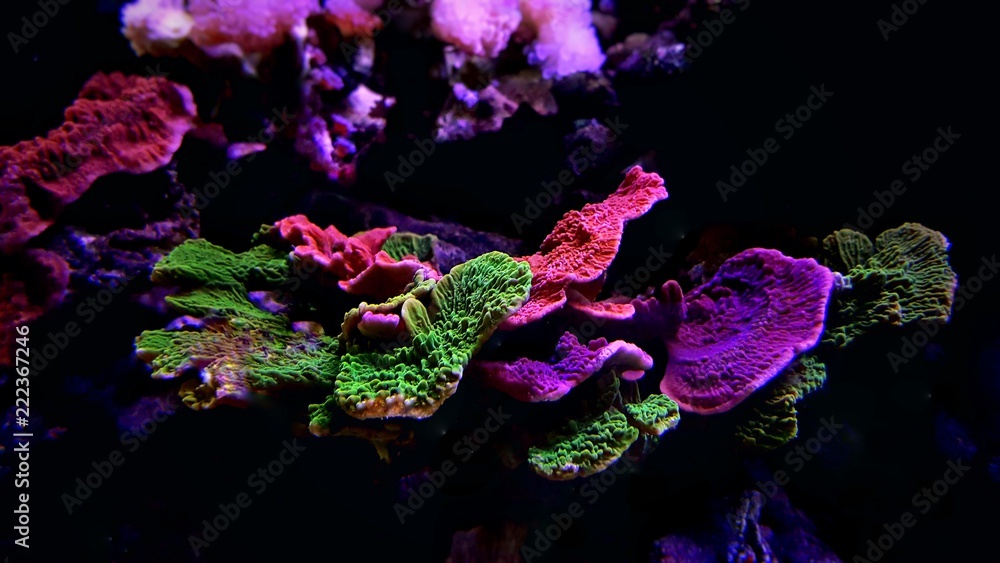 Obraz premium Montipora kolorowy koral SPS w akwarium Reef