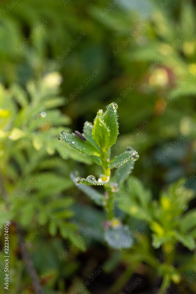 green leaves with water drops in spring green leaves with water drops in spring