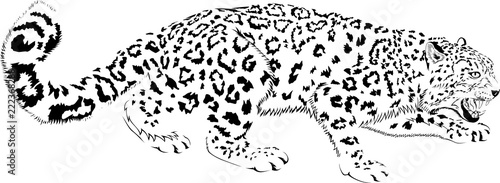 Black and white vector mountains snow leopard