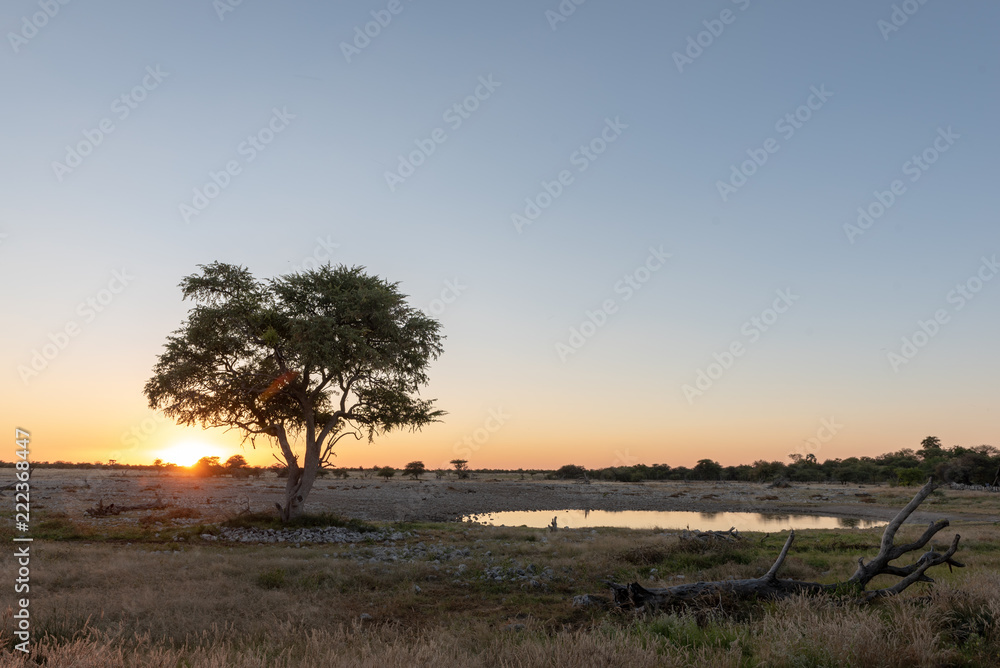 Acacia tree silhouette with beautiful african colorful sunset and empty waterhole, clear blue sky, Etosha National Park, Namibia