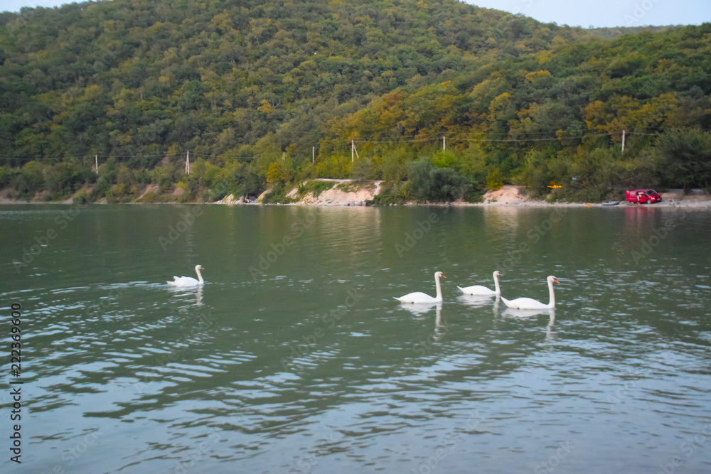Swans swim on the lake. Lake with swans