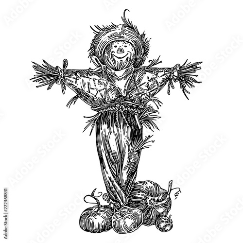 Rustic fun scarecrow and ripe pumpkins. Sketch. Engraving style. Vector illustration.