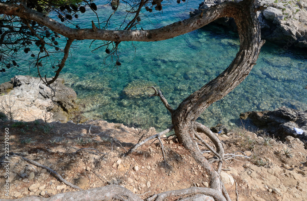 Puglia, Italy, August 2018, a stretch of rocky coast of Cala del Sale in San Domino island, with pine tree in foreground, on a sunny day