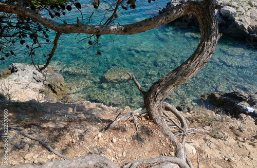 Puglia  Italy  August 2018  a stretch of rocky coast of Cala del Sale in San Domino island  with pine tree in foreground  on a sunny day