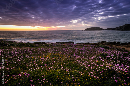 Flower field in front of a beautiful sunset in Sardinia photo