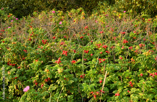 Wild rose bushes.