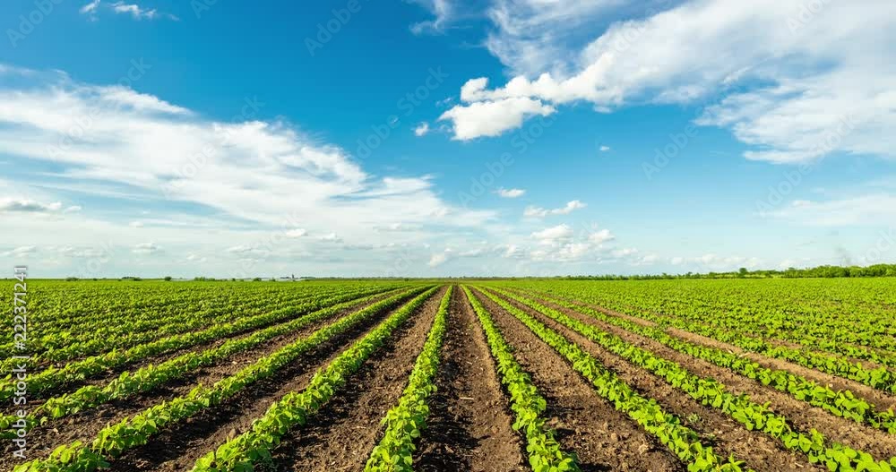 Timelapse shot of green soybean fields with white clouds passing by. Timelapse shot of green soybean fields with white clouds passing by.