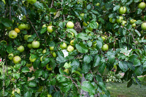 apples growing