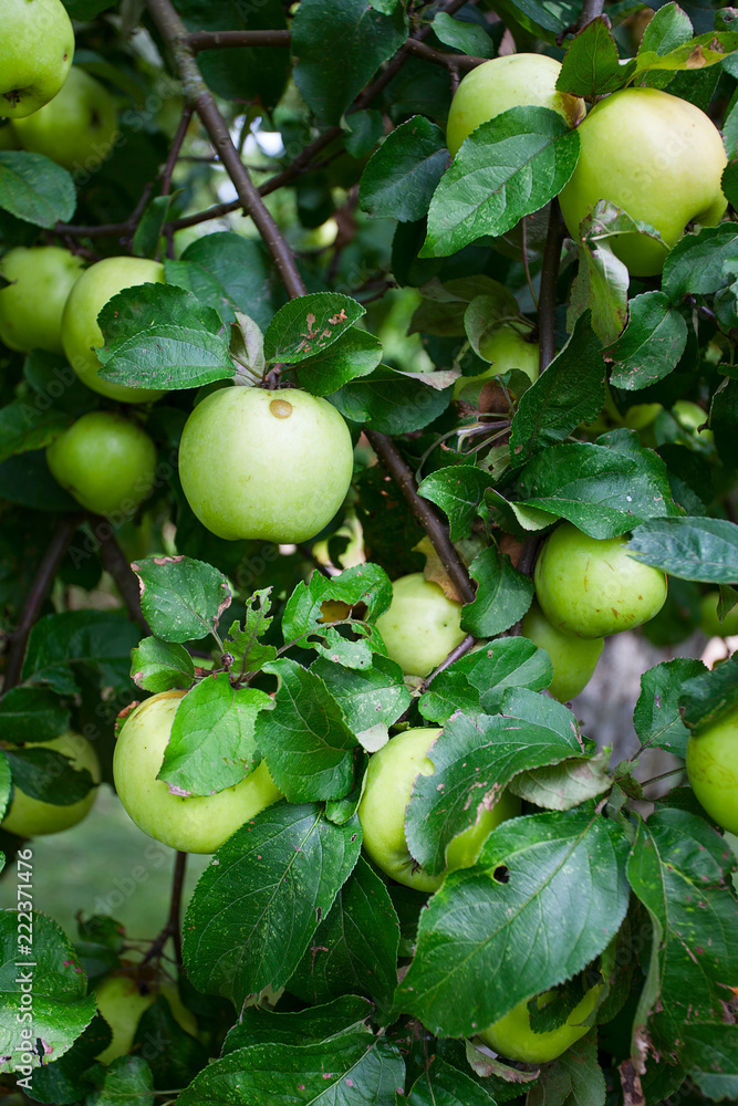 apples growing
