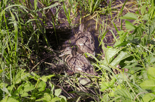 duck, waterfowl gray bird