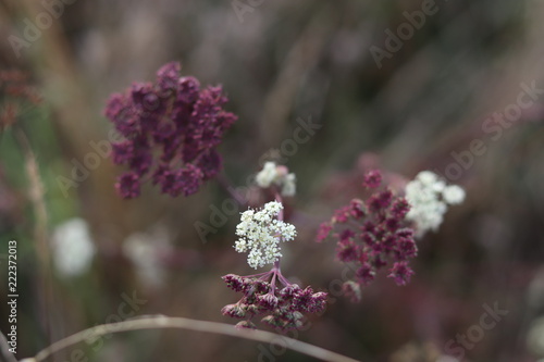 Wallpaper of a purple plant on a dry field © fatbardh