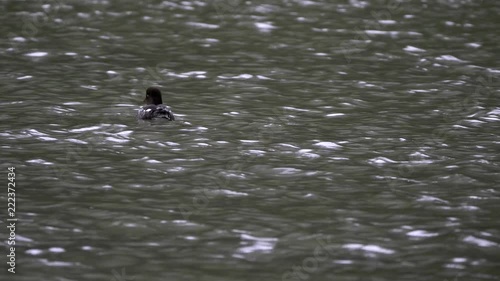 female common golden eye duck flaps its wings on fishercap lake at glacier national park in montana, usa photo