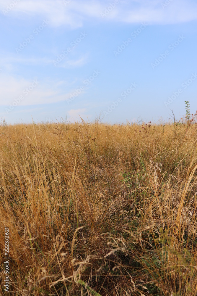 Fototapeta premium tall-grass prairie field