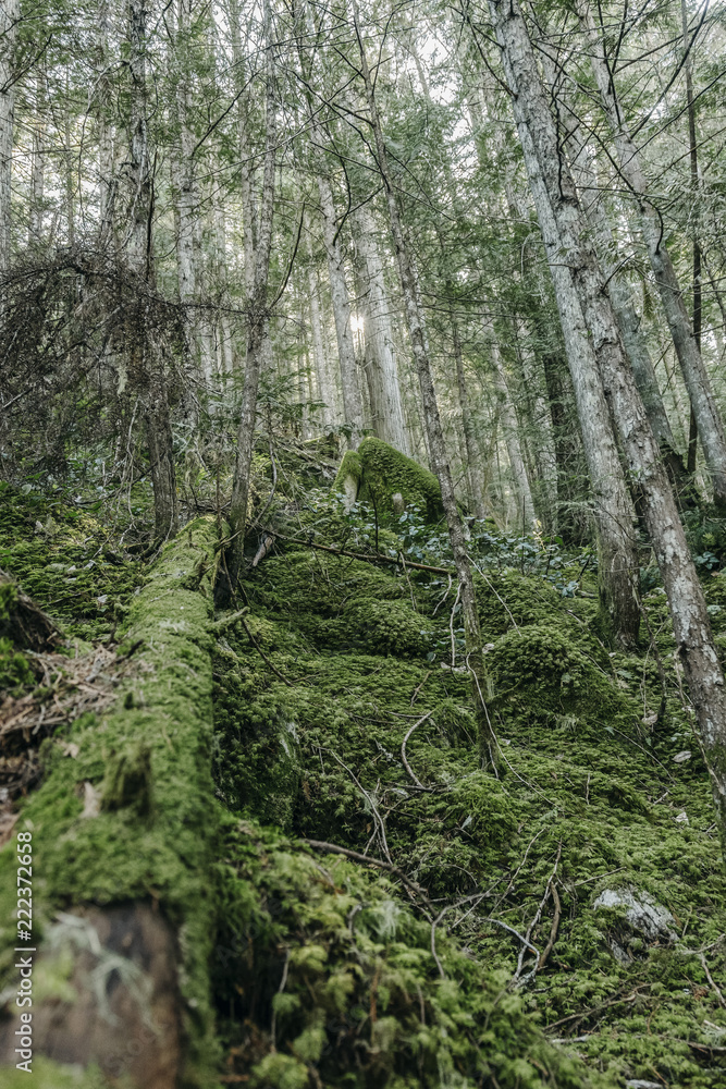Fototapeta premium tree in forest