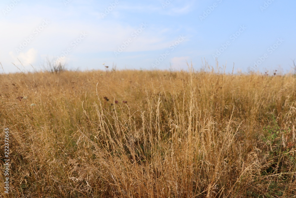 tall-grass prairie field tall-grass prairie field