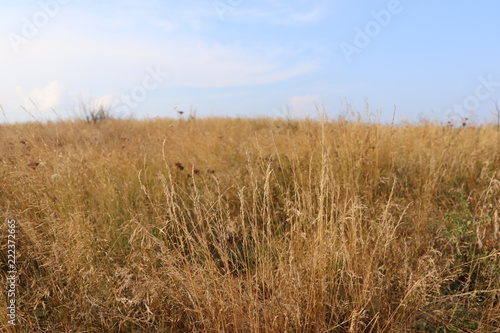 tall-grass prairie field