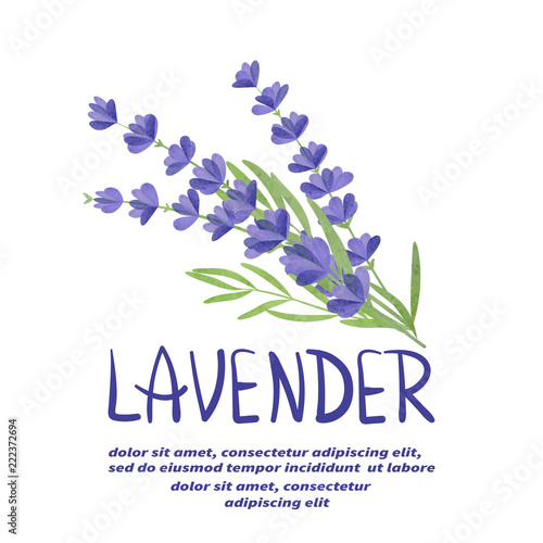 Bunch of watercolor lavender flowers isolated on white background.