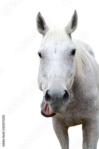 Funny horse. Funny animal with mouth open isolated on white