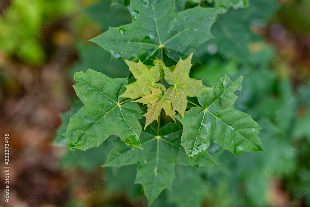 Maple leaf destroyed by pests. Leaves of trees in the forest area. Maple leaf destroyed by pests. Leaves of trees in the forest area.
