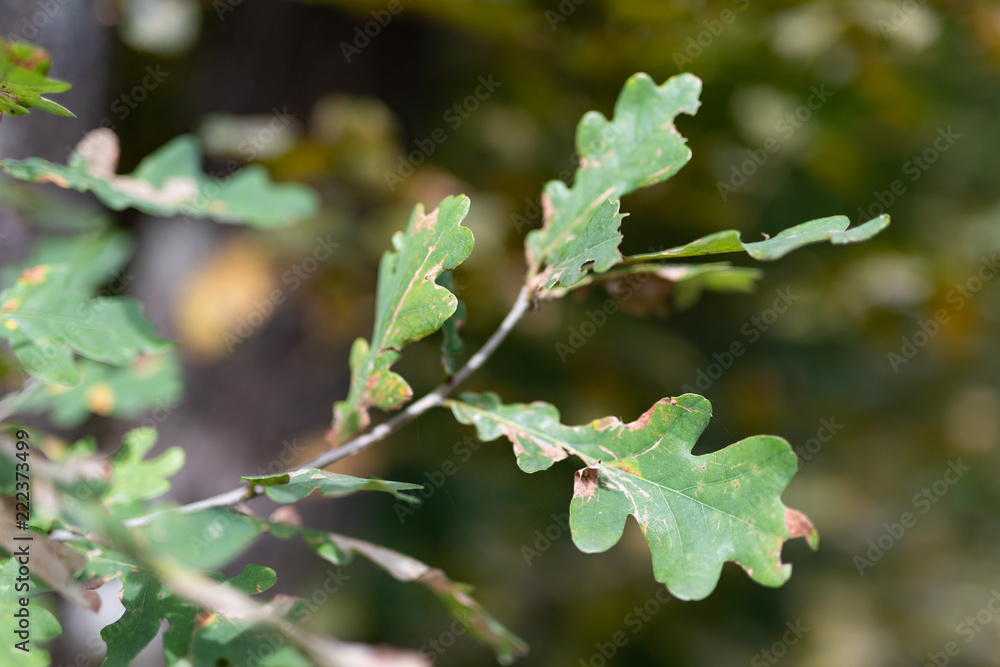 Oak leaf destroyed by pests. Leaves of trees in the forest area. Oak leaf destroyed by pests. Leaves of trees in the forest area.