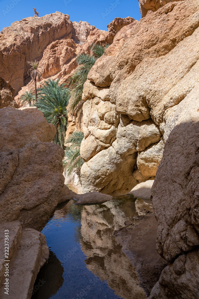 Oasis in Tunisia