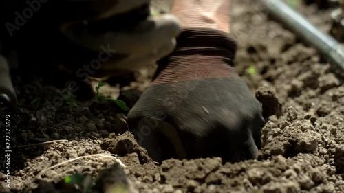 Close up shot of gloved hands digging a hole in the soil with a small garden shovel and planting a small sprout in the ground