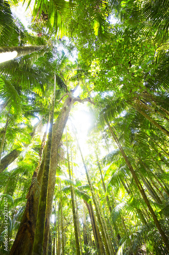 Rainforest Palms Tamborine Mountain Queensland