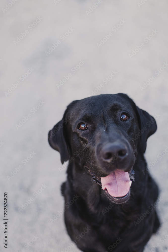 portrait outdoors of a beautiful black labrador sitting on the floor and looking at the camera. pets outdoors portrait outdoors of a beautiful black labrador sitting on the floor and looking at the camera. pets outdoors