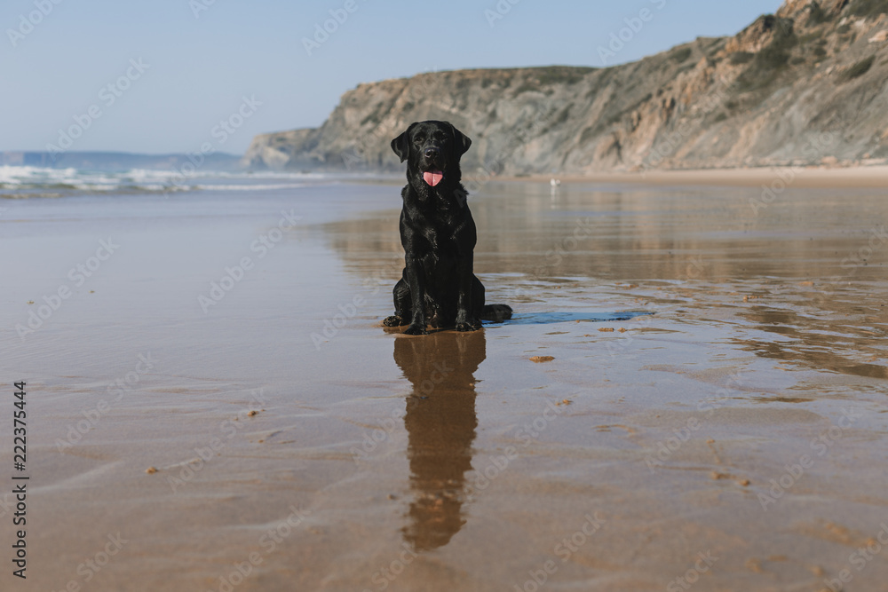 beautiful black labrador sitting on the sea shore with reflection on the water. Summertime. Holidays. Pets outdoors. LIfestyle beautiful black labrador sitting on the sea shore with reflection on the water. Summertime. Holidays. Pets outdoors. LIfestyle