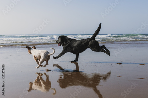 Fototapeta Naklejka Na Ścianę i Meble -  two happy dogs having fun at the beach. Running by the sea shore with reflection on the water at sunset. Cute small dog, black labrador. Summertime. Pets outdoors. LIfestyle. paw prints on sand