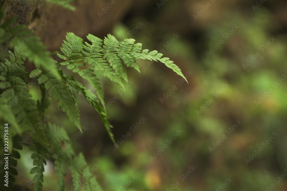 Tropical green fern leaves in wilderness, closeup. Space for text Tropical green fern leaves in wilderness, closeup. Space for text