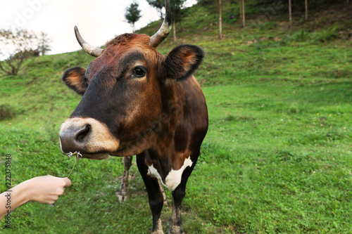 Woman feeding brown cow on green pasture, closeup