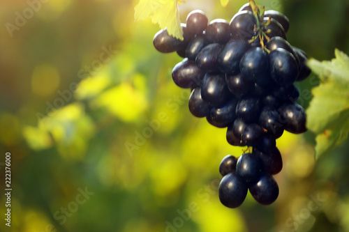 Bunch of fresh ripe juicy grapes against blurred background