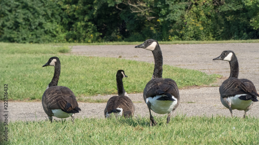 Obraz premium Canadian geese in a gaggle