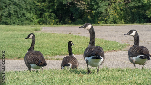 Fotografia Canadian geese in a gaggle