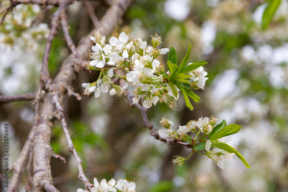 white flowered branch of plum in spring white flowered branch of plum in spring