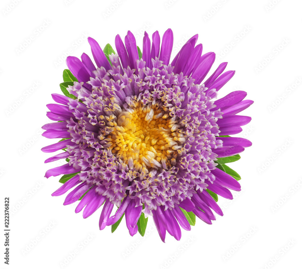 Fototapeta premium Beautiful bright aster flower on white background, top view