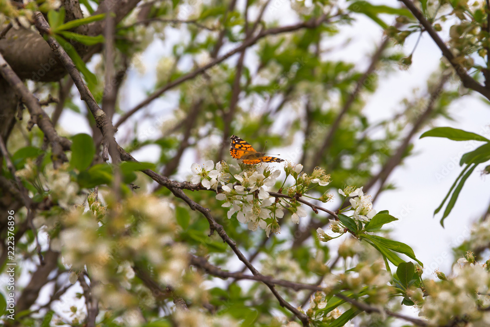 butterfly perched on the branches of the flowering plum butterfly perched on the branches of the flowering plum