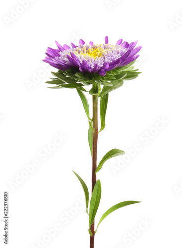Beautiful bright aster flower on white background © New Africa