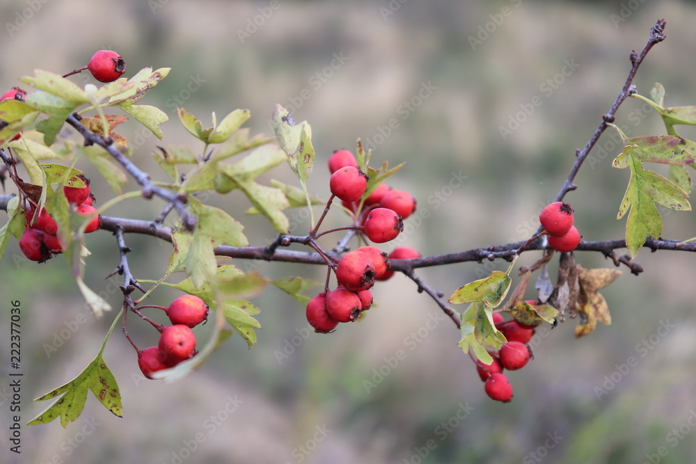 Red Rose hip Red Rose hip