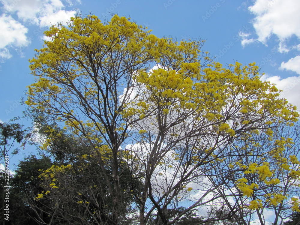 Fototapeta premium IPÊ AMARELO