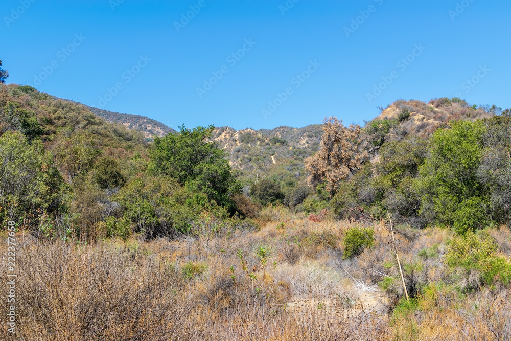 Brush and trees dry in summer mountain sun in southwest mountains